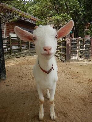 仔ヤギたち、次のステージへ｜動物たちのおはなし｜公園だより｜到津の