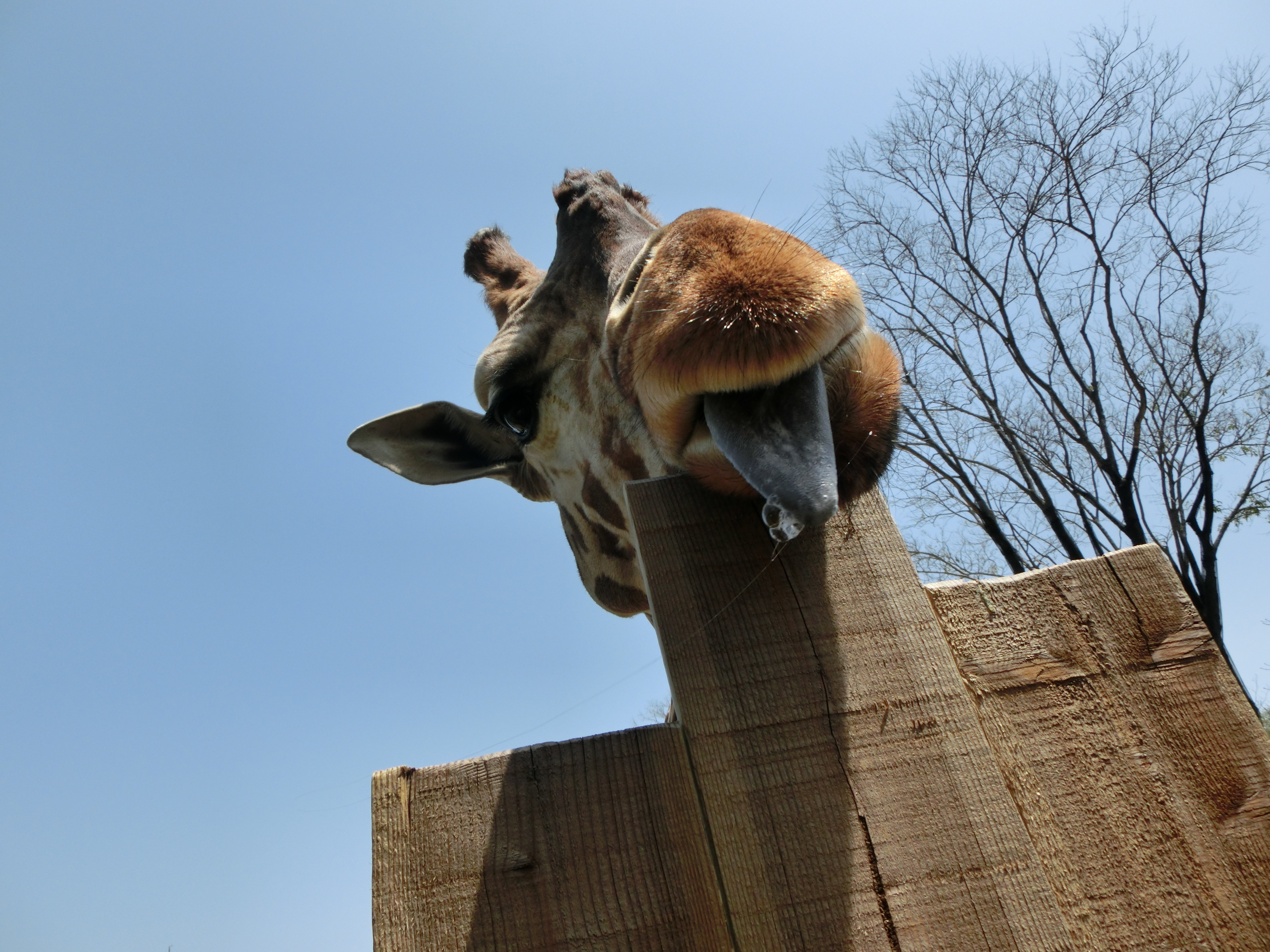 がんばれ私 動物たちのおはなし 公園だより 到津の森公園