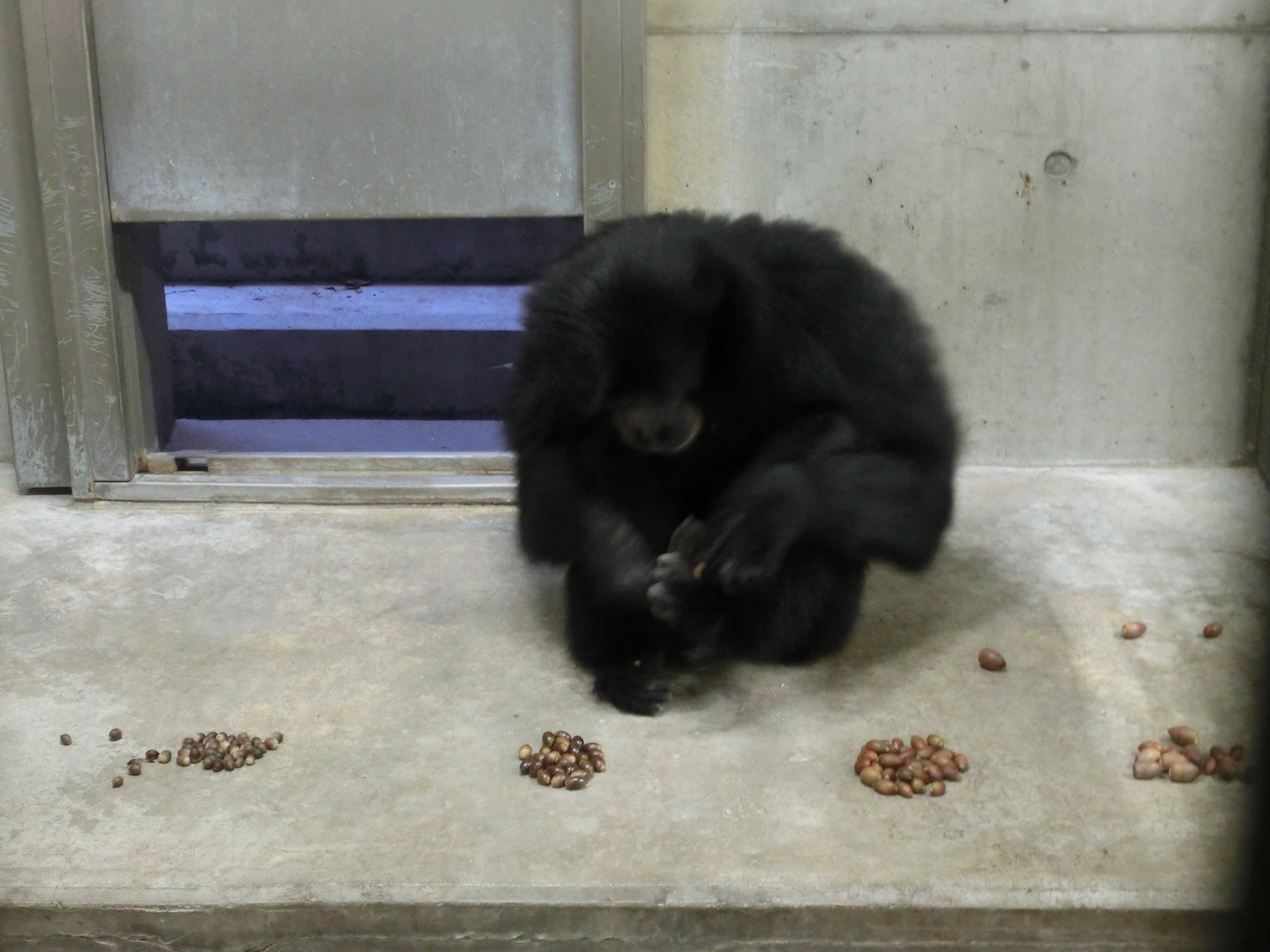 どれがお好み 食べくらべ 動物たちのおはなし 公園だより 到津の森公園