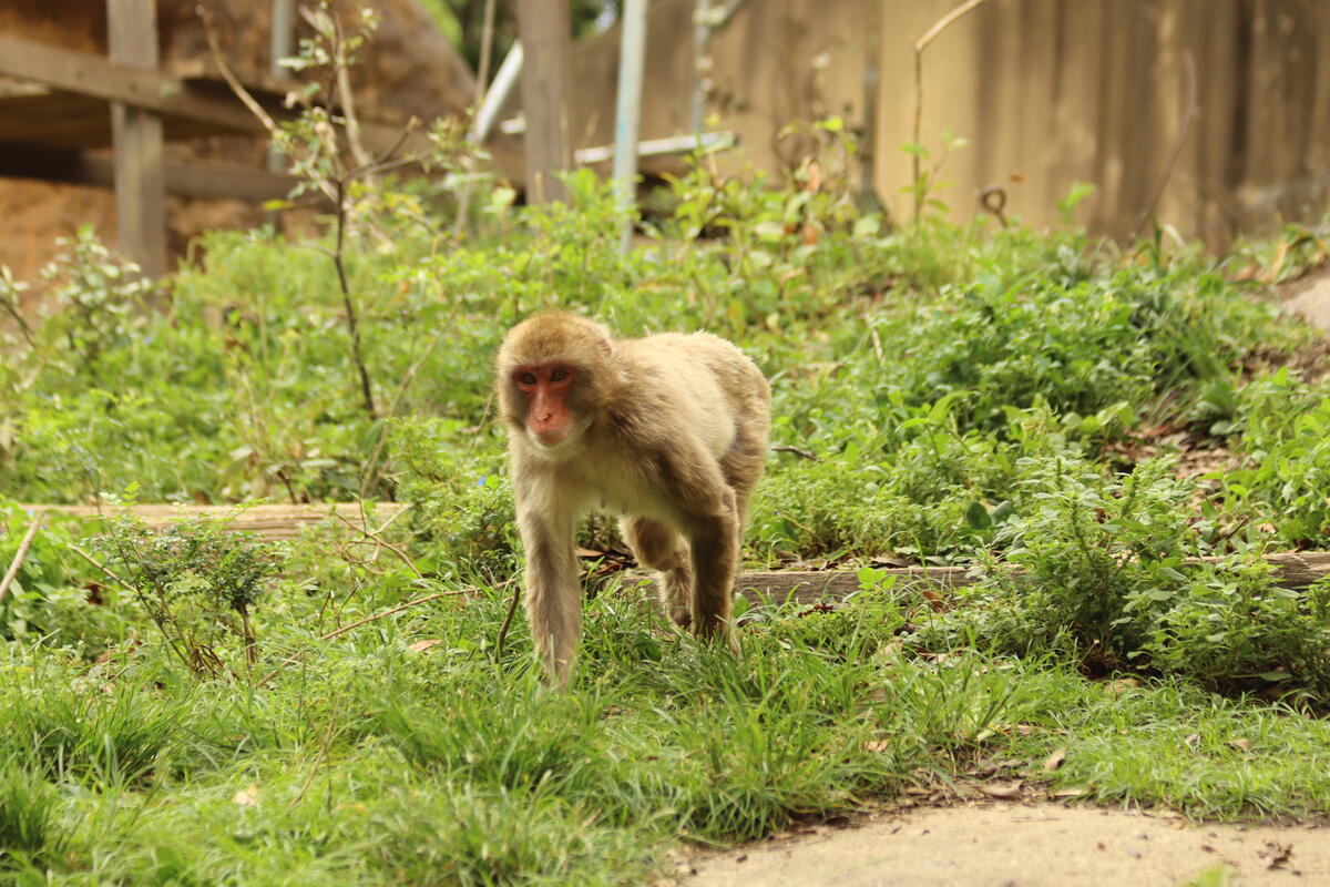 https://www.itozu-zoo.jp/blogs/animal/images/IMG_1240.jpg