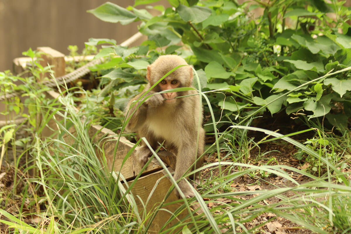 https://www.itozu-zoo.jp/blogs/animal/images/IMG_1260.jpg