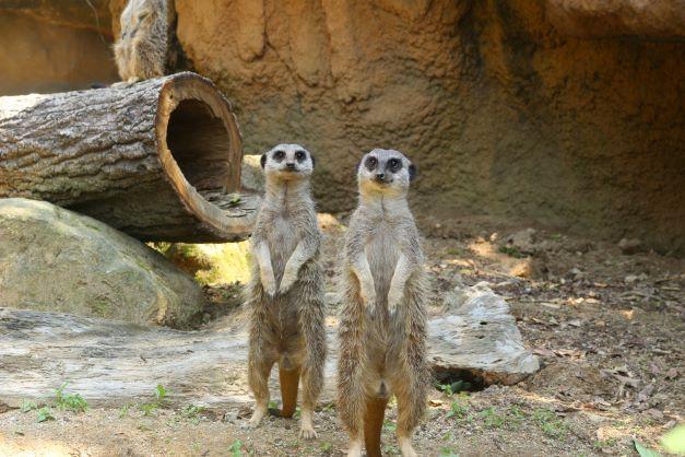 ミーアキャットの紹介④｜動物たちのおはなし｜公園だより｜到津の森公園
