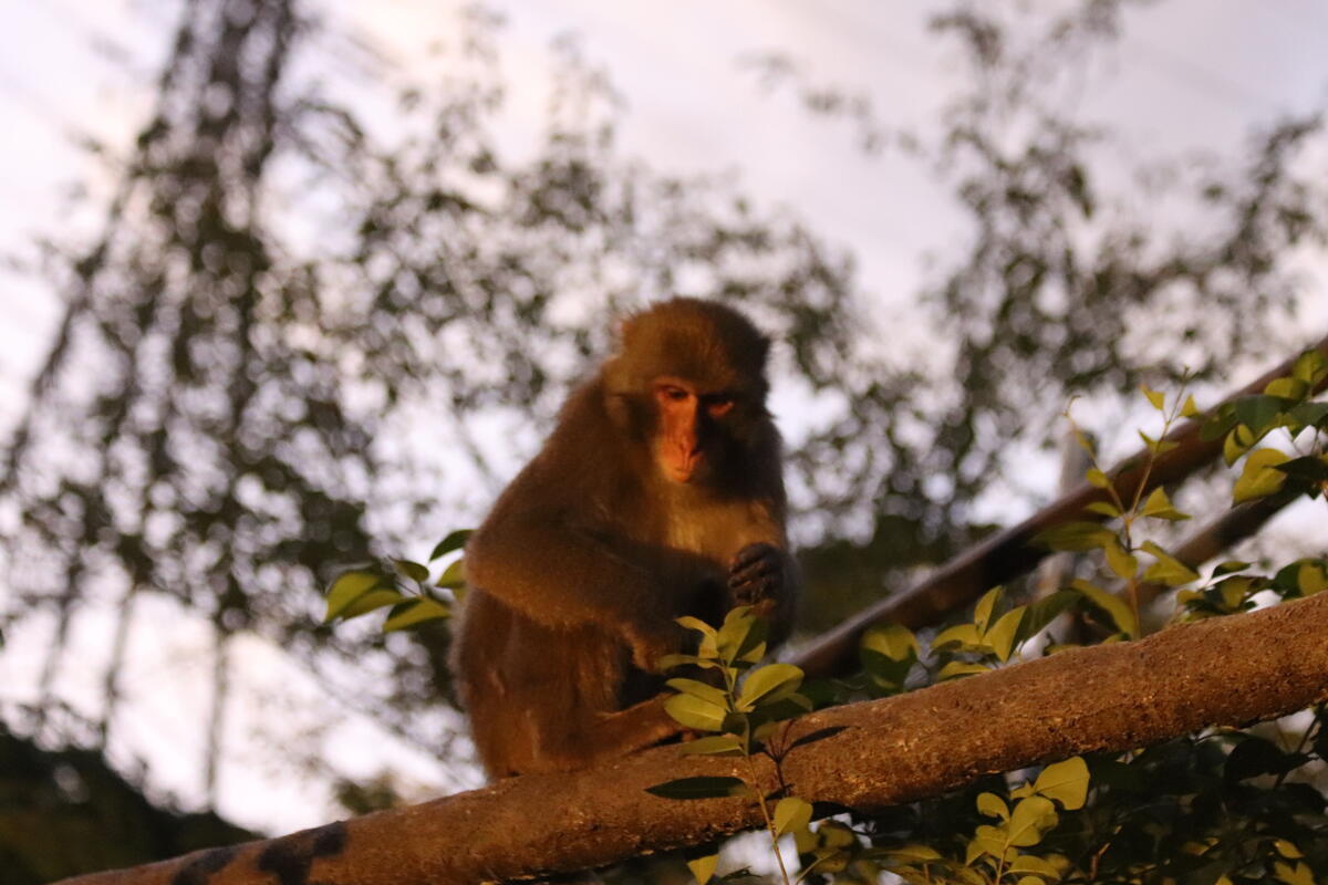 https://www.itozu-zoo.jp/blogs/animal/images/IMG_2662.jpg