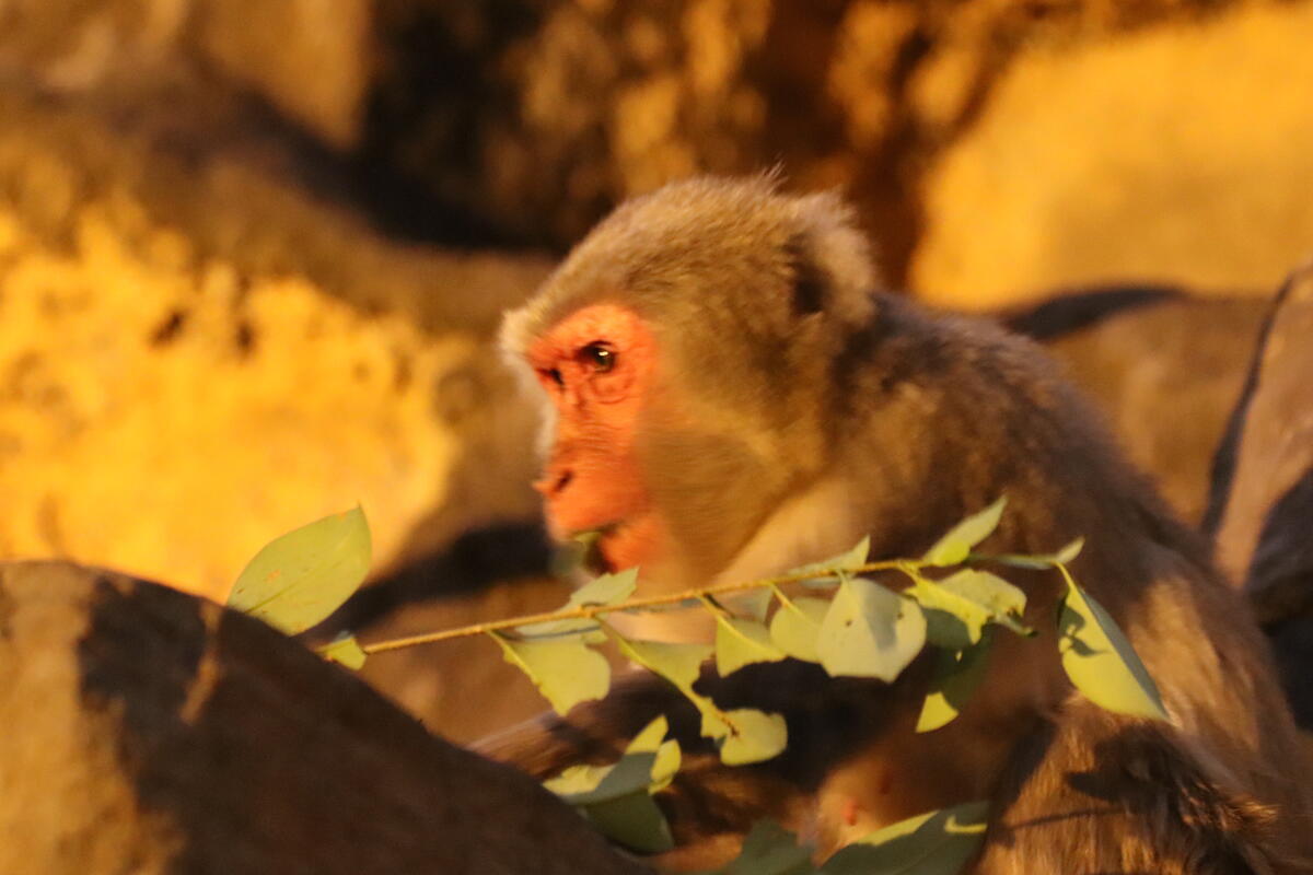 https://www.itozu-zoo.jp/blogs/animal/images/IMG_2677.jpg