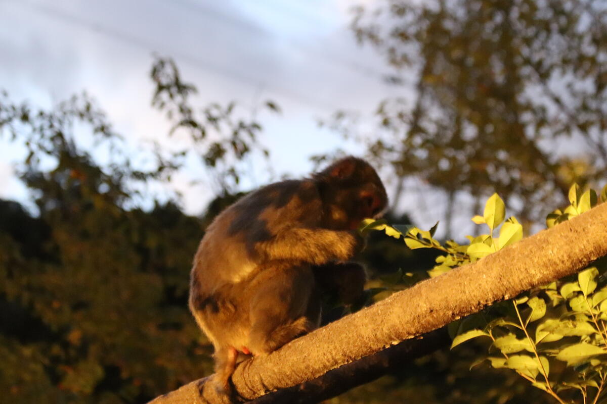 https://www.itozu-zoo.jp/blogs/animal/images/IMG_2693.jpg