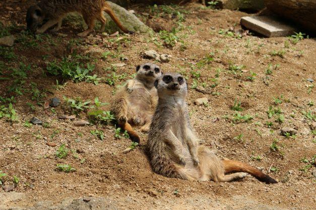 ミーアキャットの紹介④｜動物たちのおはなし｜公園だより｜到津の森公園