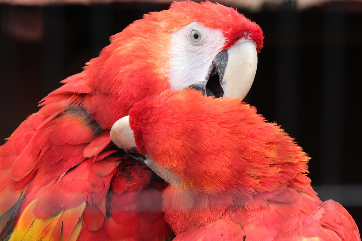 アカズキコンゴウインコ