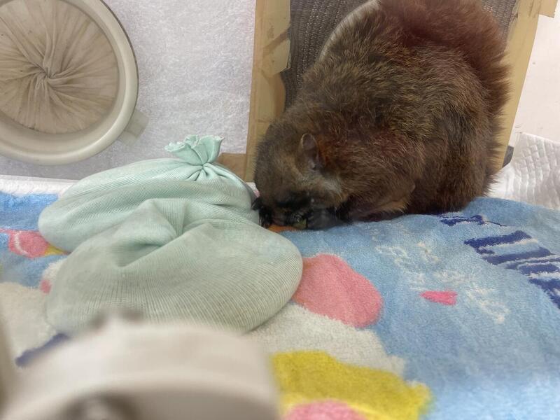 ムササビのくぅの長い闘病生活｜動物たちのおはなし｜公園だより｜到津