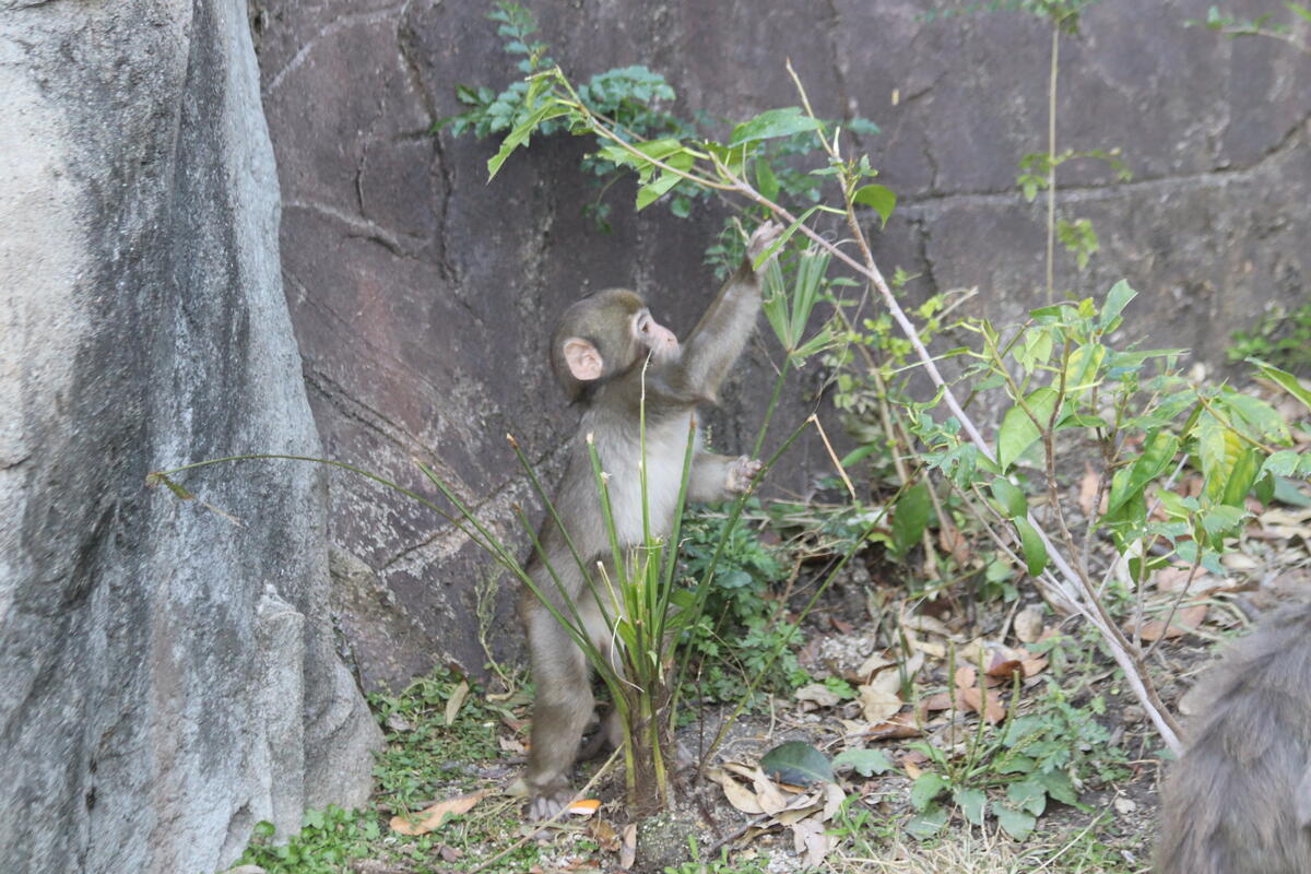 https://www.itozu-zoo.jp/blogs/animal/images/IMG_4505.jpg