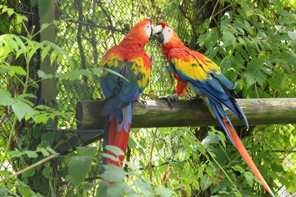 アカコンゴウインコのお部屋について 動物たちのおはなし 公園だより 到津の森公園