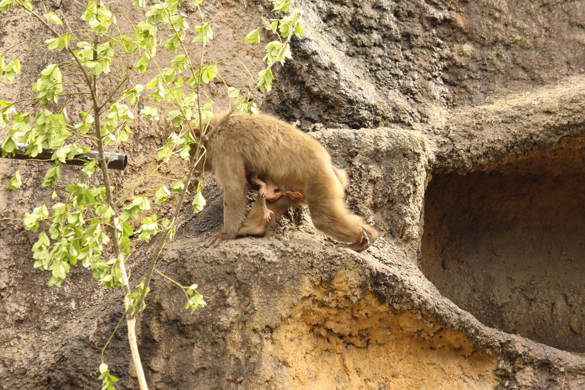 https://www.itozu-zoo.jp/blogs/animal/images/IMG_8900.jpg