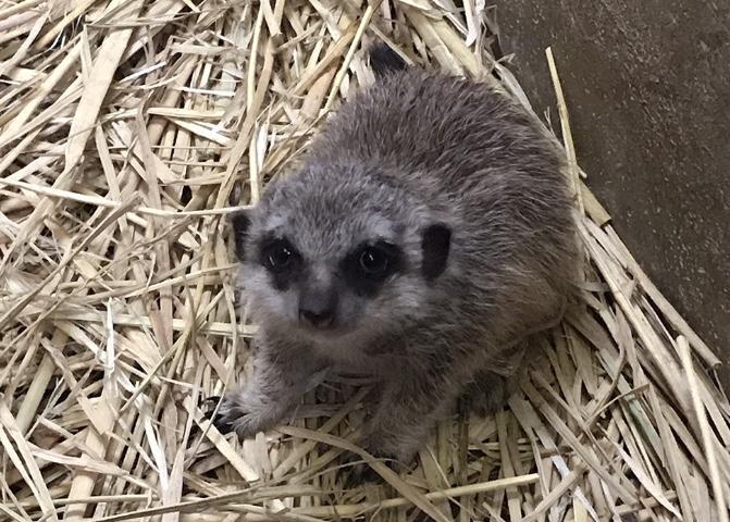 ミーアキャットの赤ちゃんが生まれました 動物たちのおはなし 公園だより 到津の森公園