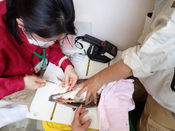 https://www.itozu-zoo.jp/blogs/animal/images/a7ccd51947424037273e168c387708e23433861b.jpg