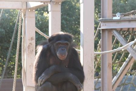 chimp19_1_004.jpg