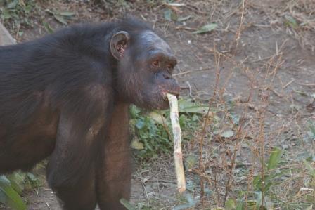 chimp19_1_006.jpg