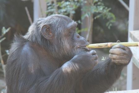 chimp19_1_007.jpg