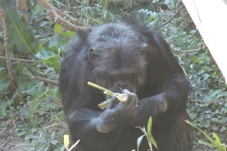 chimp19_1_008.jpg