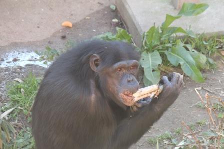 chimp19_1_009.jpg