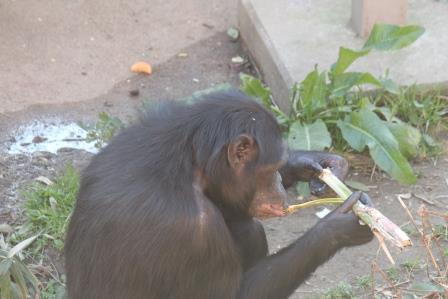 chimp19_1_010.jpg