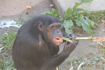 chimp19_1_011.jpg