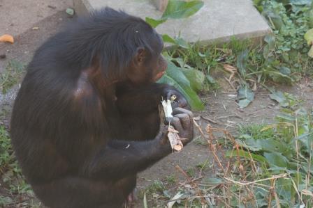 chimp19_1_012.jpg