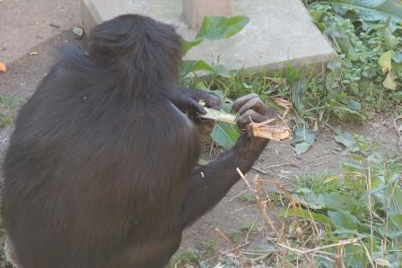 chimp19_1_013.jpg