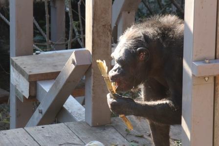 chimp19_1_014.jpg