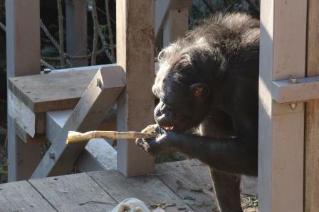 chimp19_1_016.jpg