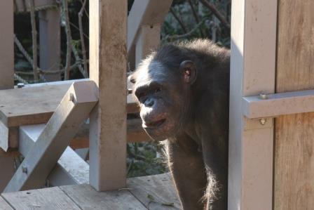 chimp19_1_019.jpg