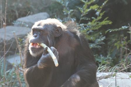 chimp19_1_026.jpg