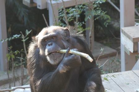 chimp19_1_027.jpg