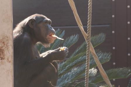 chimp19_1_028.jpg