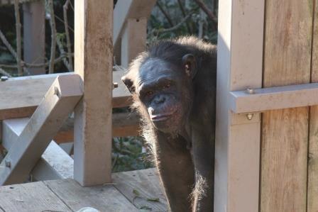 chimp19_1_029.jpg