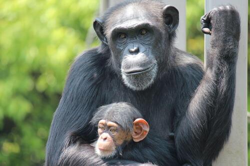 chimp2005_013.jpg