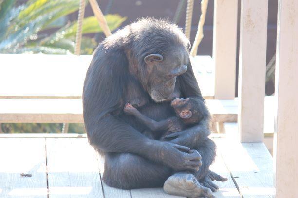 チンパンジーたちのこと 動物たちのおはなし 公園だより 到津の森公園