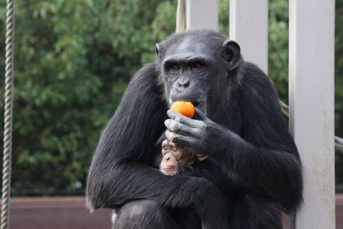 chimp20_01_001.jpg