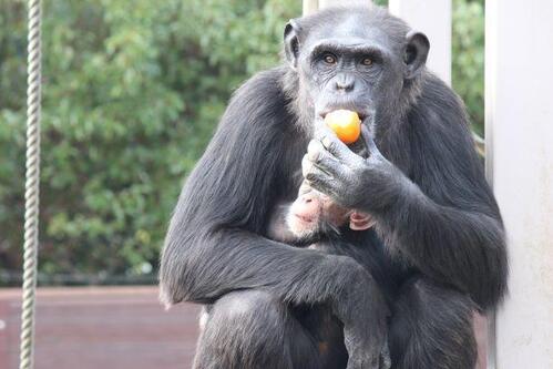 chimp20_01_002.jpg