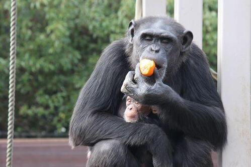 chimp20_01_003.jpg