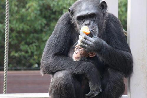 chimp20_01_004.jpg