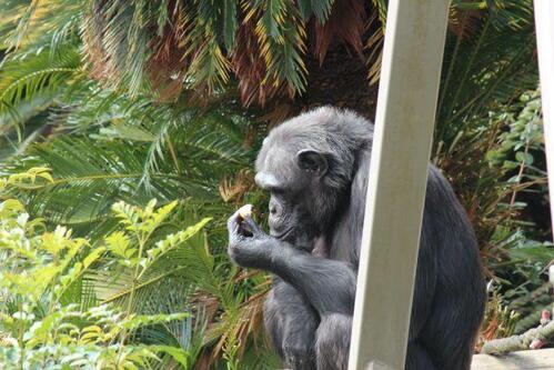 chimp20_01_012.jpg