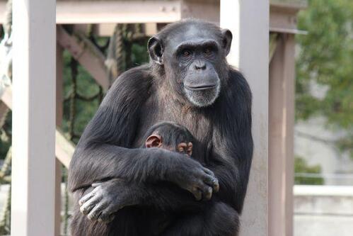 chimp20_01_015.jpg