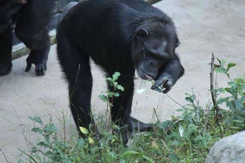 chimp20_03_002.jpg