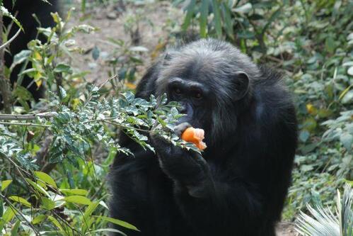 chimp20_03_003_2.jpg