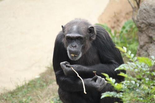 chimp20_03_003.jpg