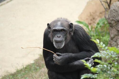 chimp20_03_004.jpg