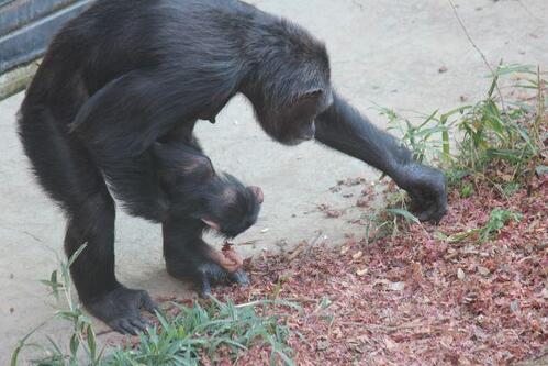 chimp20_03_010.jpg