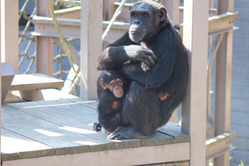 chimp20_03_015.jpg