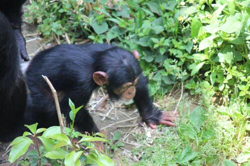 chimp20_05_003.jpg