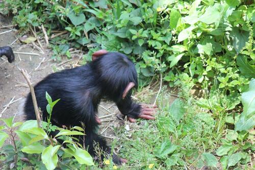 chimp20_05_004.jpg