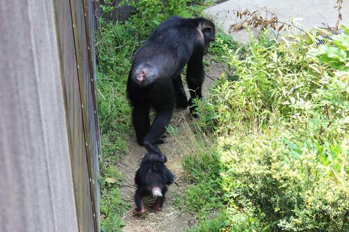 chimp20_05_005.jpg